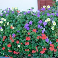DSCF7167
